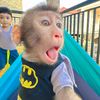 cutemonkeymone