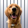 goldenretriever.jeter