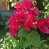 giden_gitti63