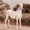 sardarmuneer251