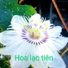 hoa.lac.tien