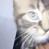 alianaex