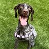 koa.the.gsp2