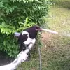 squawmous