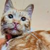 catnanoo