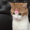 dtn_mewmew