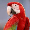 animal.cuteness7