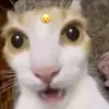 ahsgzgs8