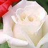 user8624093347610