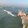 sadeel4261