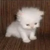 bobieehee