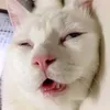 mefehdpohobbinmon