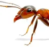 vitorsegari