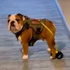Rindoatoaanimais