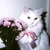 niceynice14