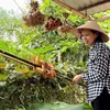 Chuyện của Nhung