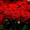 bungarose591