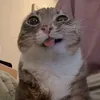 toikhongphaibaobeo