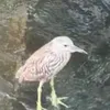 amygdala69420