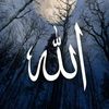 sayed.hisham70