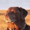 sssniperwolfff6