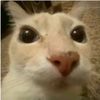 cone_pinecookie2