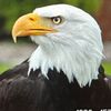 praying.eagle