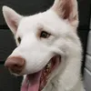 _jefu_wolfie_