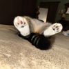 meowdyx3