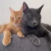 simbaandblue