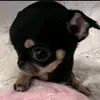 dtmhcute12