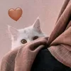 saeif.saeif6