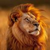 umer.umerarshid