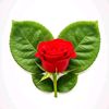 ummu.imran72