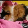 bublipiggy