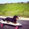 dandy.puppym