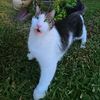 gus_1466