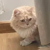 hellokitty.tk