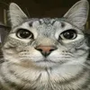 kajuxcjm