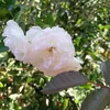 _vovo.claudeli