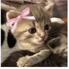 tara_cat0
