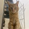 cookiethecuriouscat4