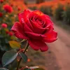 batol_55
