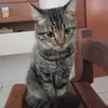 loluapocaliptico