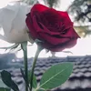 hevehemn7