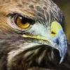 saqraleiraq1