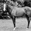 shergar49
