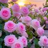 user61028043409500