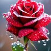 juwel.rana2754