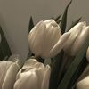 moises_z7